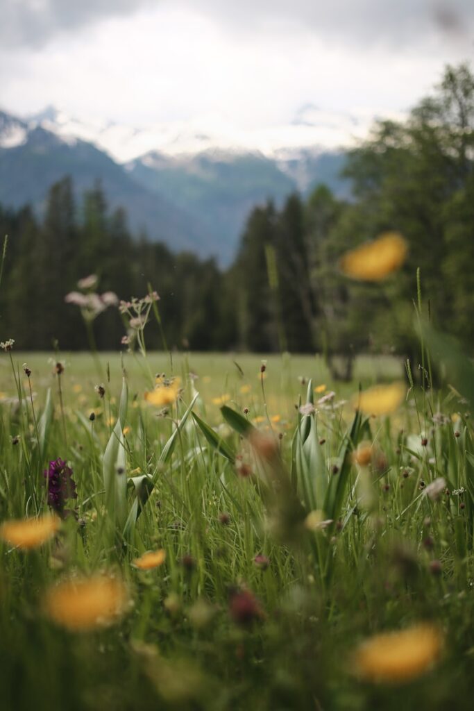 a field full of green grass and yellow flowers